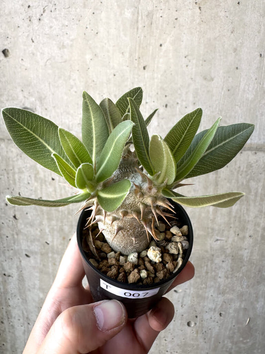 【現品限り】パキポディウム・デンシフローラム【T7】 Pachypodium densiflorum