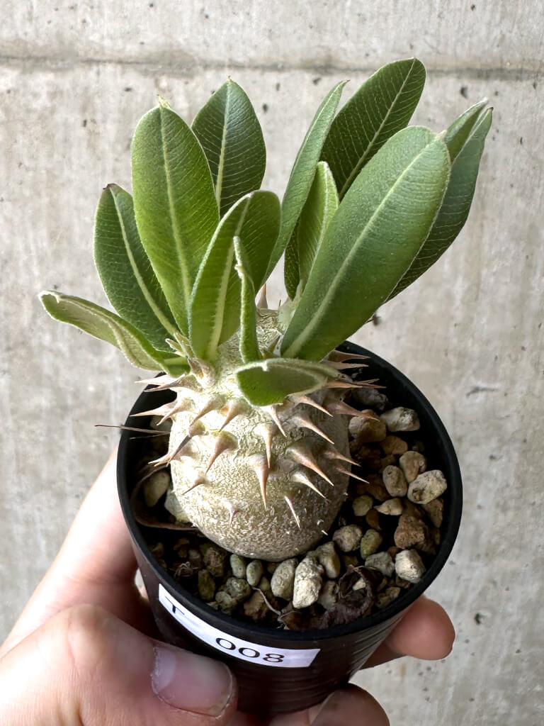 【現品限り】パキポディウム・デンシフローラム【T8】 Pachypodium densiflorum