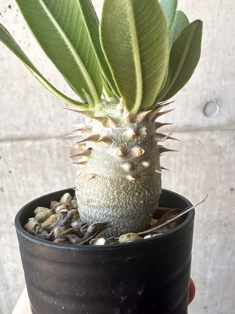 【現品限り】パキポディウム・デンシフローラム【T8】 Pachypodium densiflorum