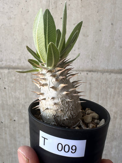 【現品限り】パキポディウム・デンシフローラム【T9】 Pachypodium densiflorum