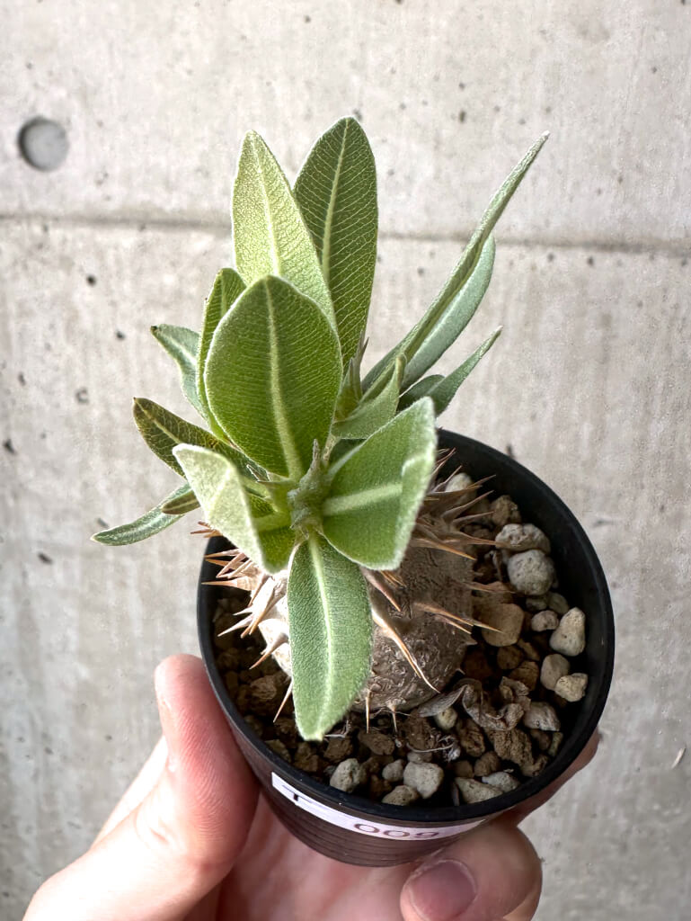 【現品限り】パキポディウム・デンシフローラム【T9】 Pachypodium densiflorum