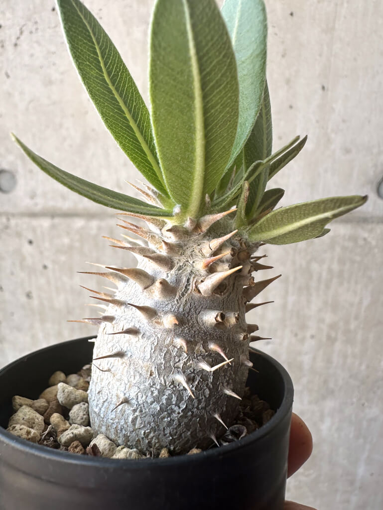 【現品限り】パキポディウム・デンシフローラム【T9】 Pachypodium densiflorum