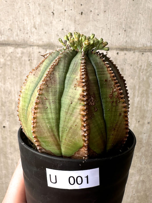 【現品限り】ユーフォルビア・オベサ【U1】 Euphorbia obesa