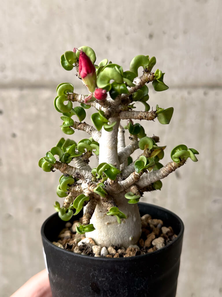 【現品限り】アデニウム・DHA 大株 葉巻 美肌【U10】 Adenium DHA