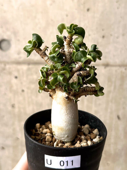 【現品限り】アデニウム・DHA 大株 葉巻 美肌【U11】 Adenium DHA