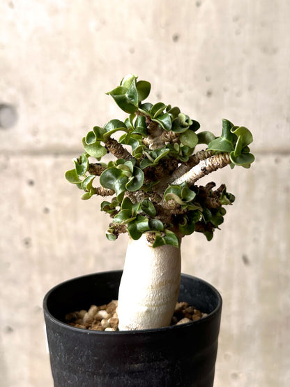 【現品限り】アデニウム・DHA 大株 葉巻 美肌【U11】 Adenium DHA