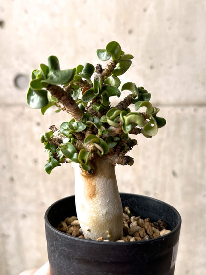【現品限り】アデニウム・DHA 大株 葉巻 美肌【U11】 Adenium DHA