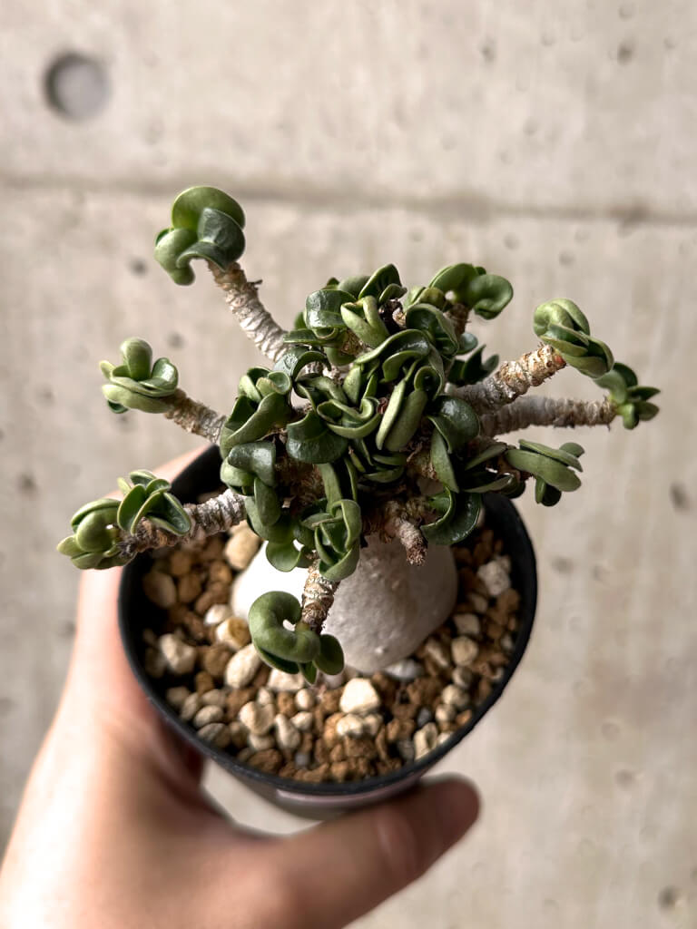 【現品限り】アデニウム・DHA 大株 葉巻 美肌【U12】 Adenium DHA