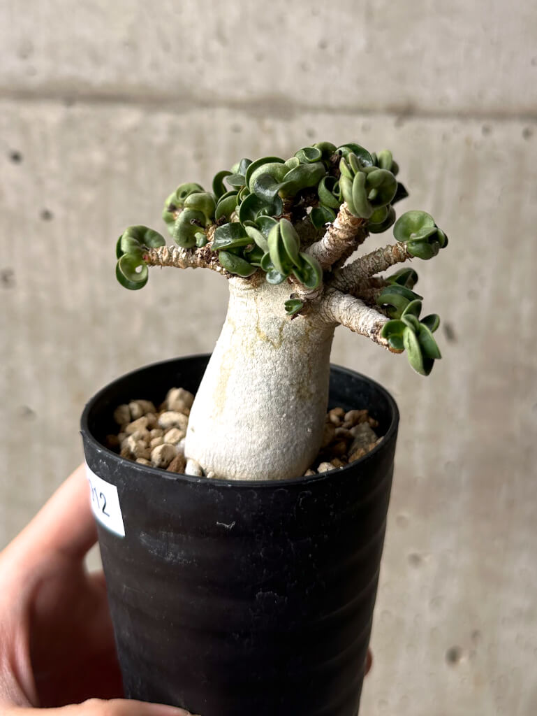 【現品限り】アデニウム・DHA 大株 葉巻 美肌【U12】 Adenium DHA