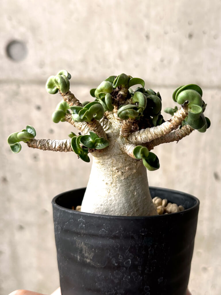 【現品限り】アデニウム・DHA 大株 葉巻 美肌【U12】 Adenium DHA