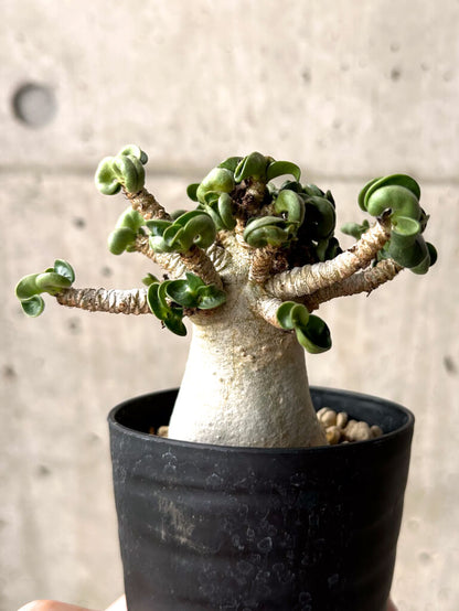 【現品限り】アデニウム・DHA 大株 葉巻 美肌【U12】 Adenium DHA