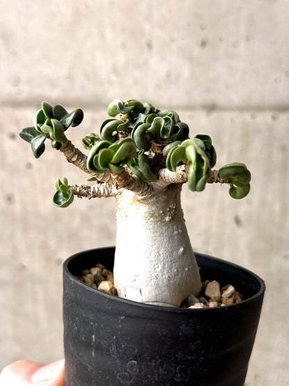 【現品限り】アデニウム・DHA 大株 葉巻 美肌【U12】 Adenium DHA