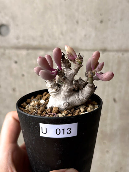 【現品限り】オトンナ・クラビフォリア【U13】 Othonna clavifolia