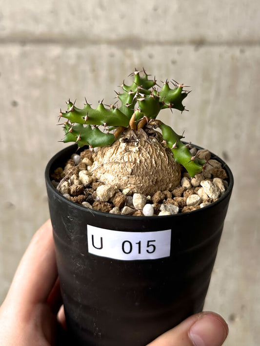 【現品限り】ユーフォルビア・スクアローサ 奇怪ヶ島【U15】 Euphorbia squarrosa