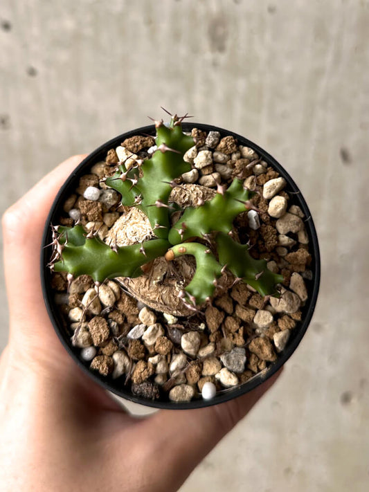 【現品限り】ユーフォルビア・スクアローサ 奇怪ヶ島【U15】 Euphorbia squarrosa