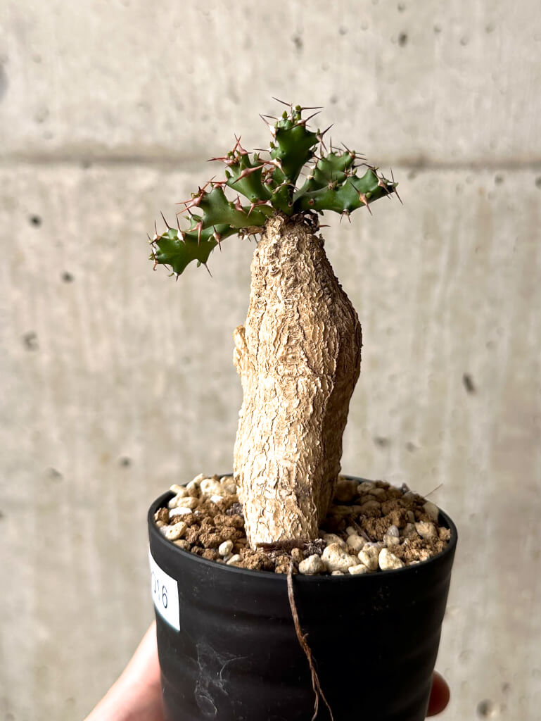 【現品限り】ユーフォルビア・スクアローサ 奇怪ヶ島【U16】 Euphorbia squarrosa