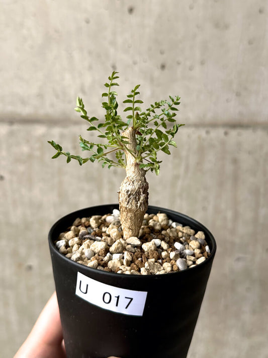 【現品限り】ボスウェリア・ネグレクタ 実生【U17】 Boswellia neglecta