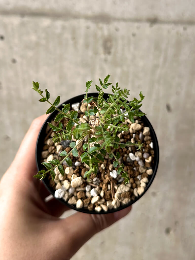 現品限り】ボスウェリア・ネグレクタ 実生【U17】 Boswellia neglecta