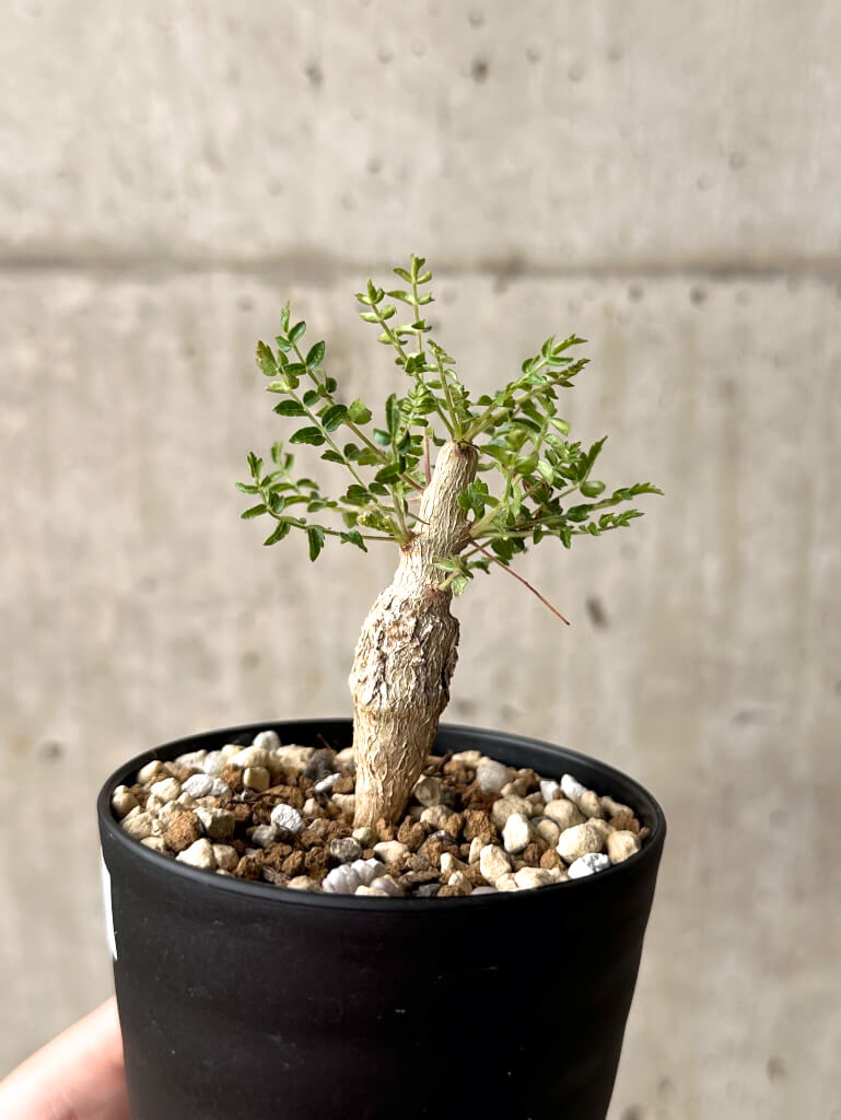 現品限り】ボスウェリア・ネグレクタ 実生【U17】 Boswellia neglecta