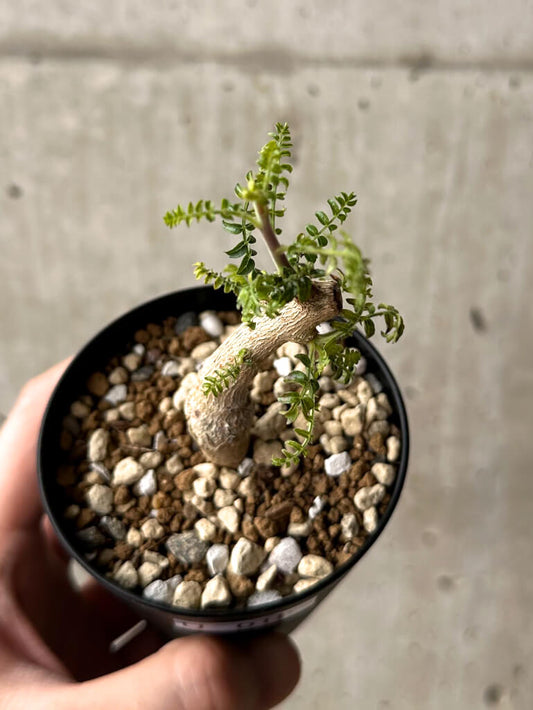 【現品限り】ボスウェリア・ネグレクタ 実生【U18】 Boswellia neglecta