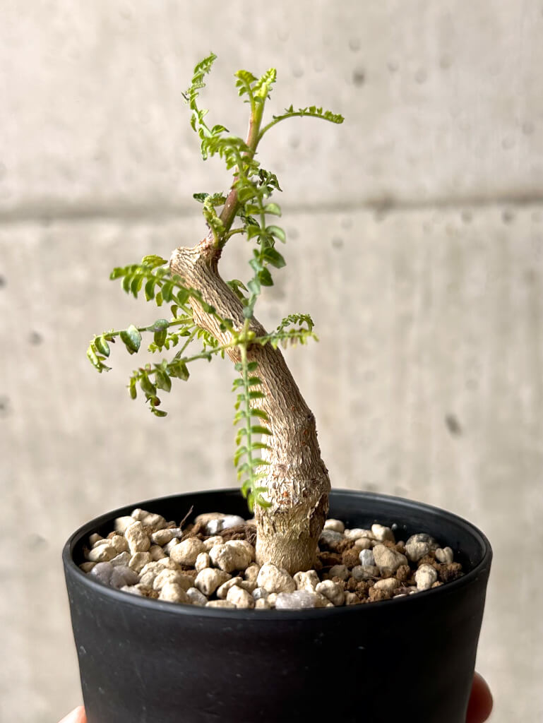 現品限り】ボスウェリア・ネグレクタ 実生【U18】 Boswellia neglecta