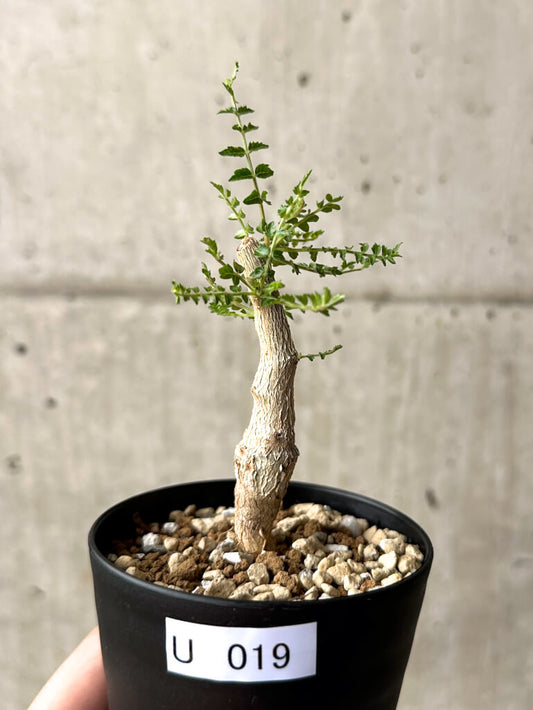 【現品限り】ボスウェリア・ネグレクタ 実生【U19】 Boswellia neglecta