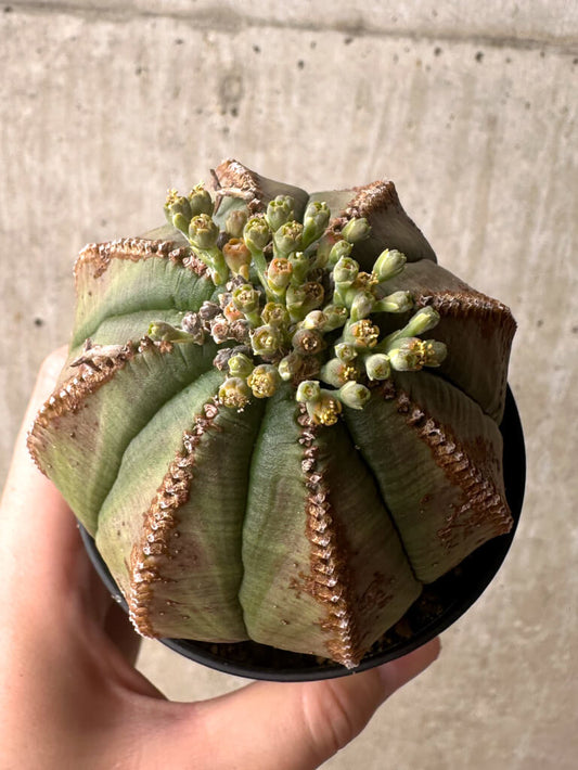 【現品限り】ユーフォルビア・オベサ【U1】 Euphorbia obesa