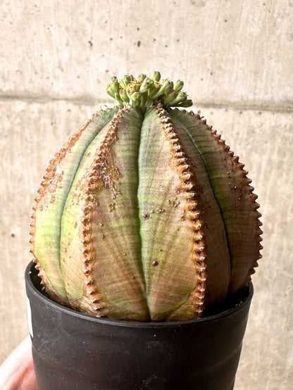 【現品限り】ユーフォルビア・オベサ【U1】 Euphorbia obesa