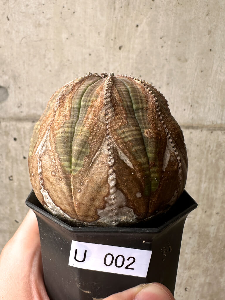 【現品限り】ユーフォルビア・オベサ【U2】 Euphorbia obesa