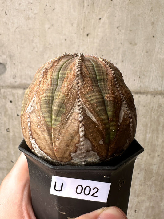 【現品限り】ユーフォルビア・オベサ【U2】 Euphorbia obesa