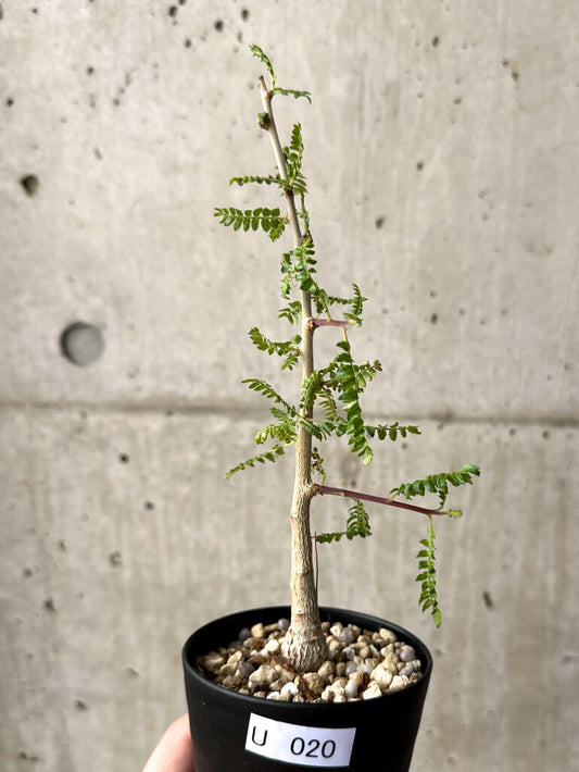 【現品限り】ボスウェリア・ネグレクタ 実生【U20】 Boswellia neglecta