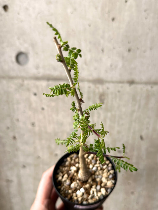 【現品限り】ボスウェリア・ネグレクタ 実生【U20】 Boswellia neglecta