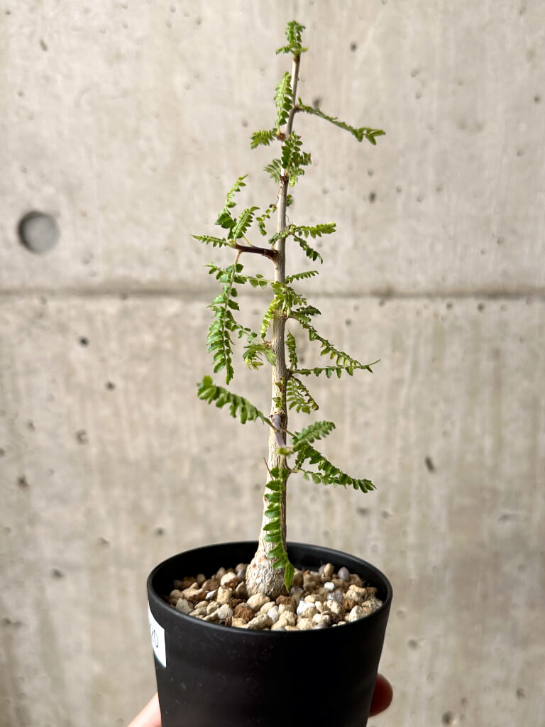 現品限り】ボスウェリア・ネグレクタ 実生【U20】 Boswellia neglecta
