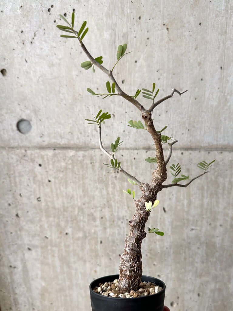 【現品限り】センナ・メリディオナリス 実生【U21】 Senna meridionalis