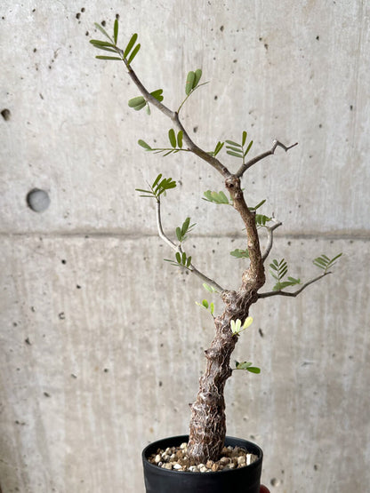 【現品限り】センナ・メリディオナリス 実生【U21】 Senna meridionalis