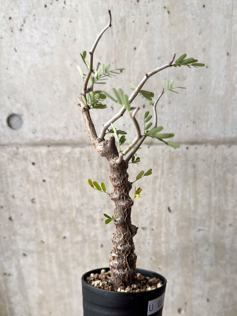 【現品限り】センナ・メリディオナリス 実生【U21】 Senna meridionalis