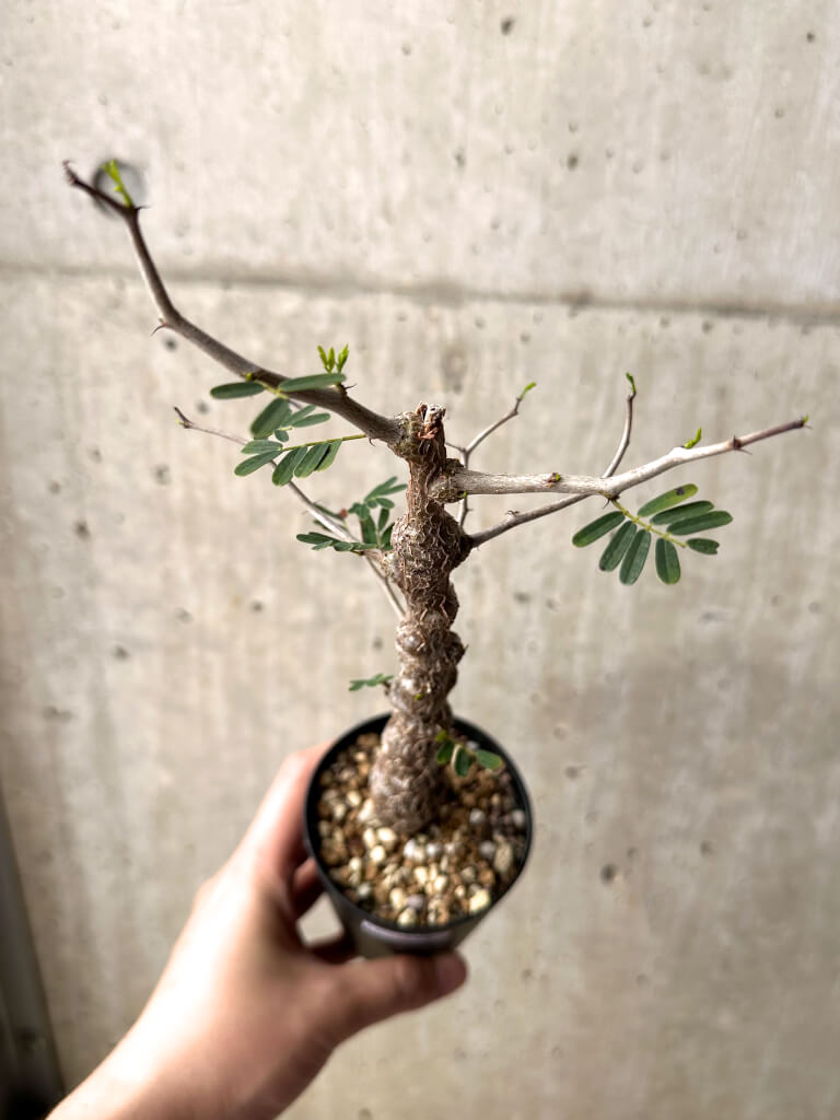 【現品限り】センナ・メリディオナリス 実生【U22】 Senna meridionalis