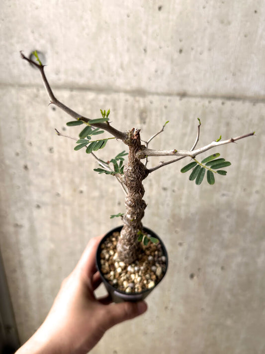 【現品限り】センナ・メリディオナリス 実生【U22】 Senna meridionalis