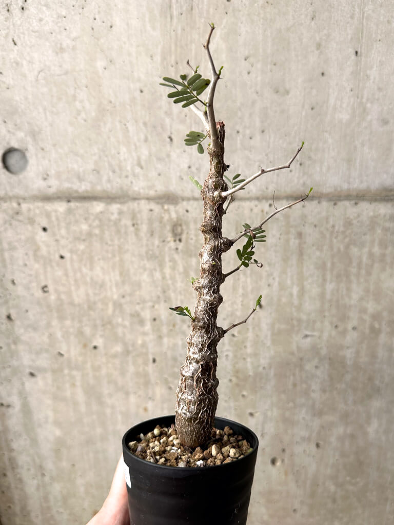 【現品限り】センナ・メリディオナリス 実生【U22】 Senna meridionalis