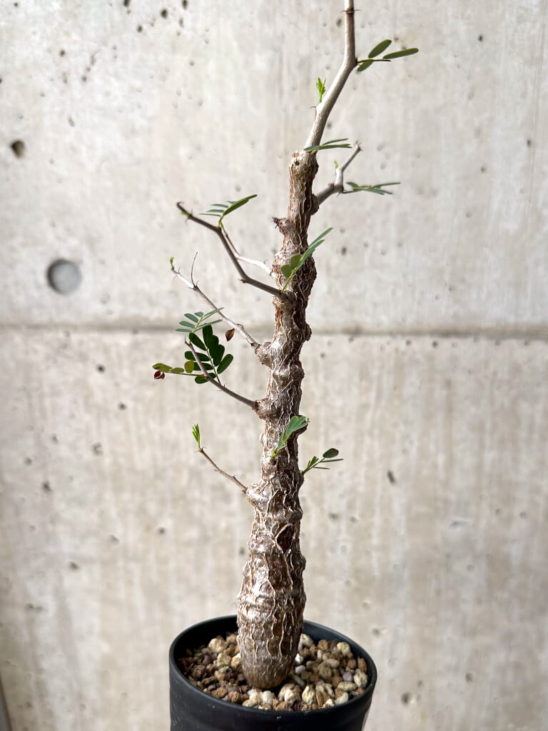 【現品限り】センナ・メリディオナリス 実生【U22】 Senna meridionalis