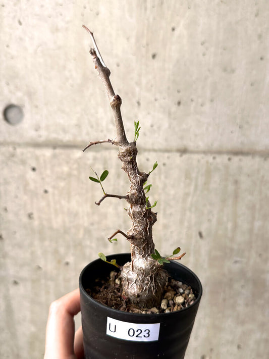 【現品限り】センナ・メリディオナリス 実生【U23】 Senna meridionalis