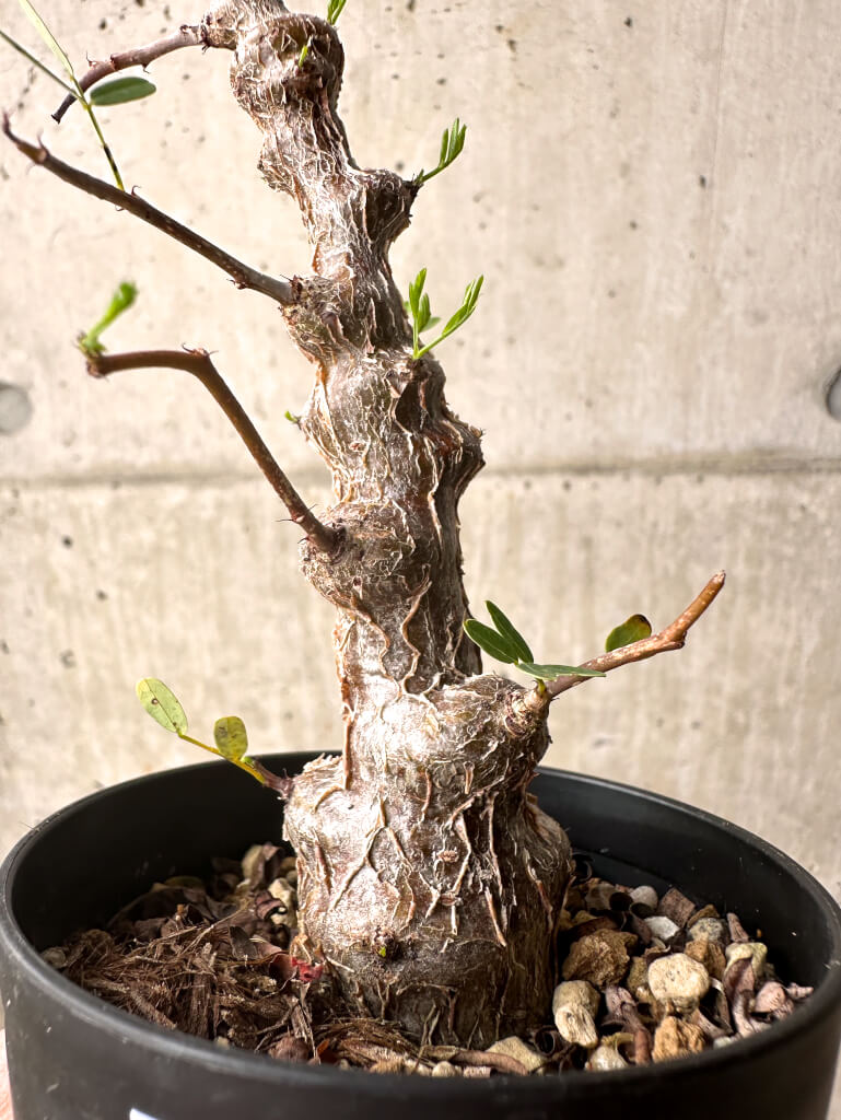 【現品限り】センナ・メリディオナリス 実生【U23】 Senna meridionalis