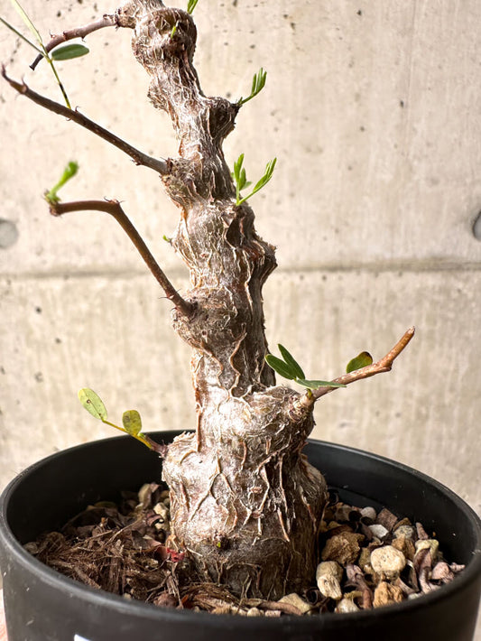 【現品限り】センナ・メリディオナリス 実生【U23】 Senna meridionalis