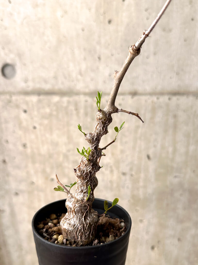 【現品限り】センナ・メリディオナリス 実生【U23】 Senna meridionalis