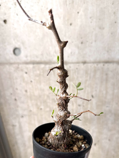 【現品限り】センナ・メリディオナリス 実生【U23】 Senna meridionalis