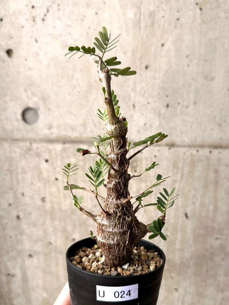 【現品限り】センナ・メリディオナリス 実生【U24】 Senna meridionalis