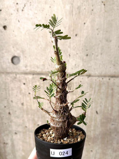 【現品限り】センナ・メリディオナリス 実生【U24】 Senna meridionalis