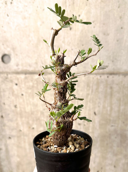 【現品限り】センナ・メリディオナリス 実生【U24】 Senna meridionalis