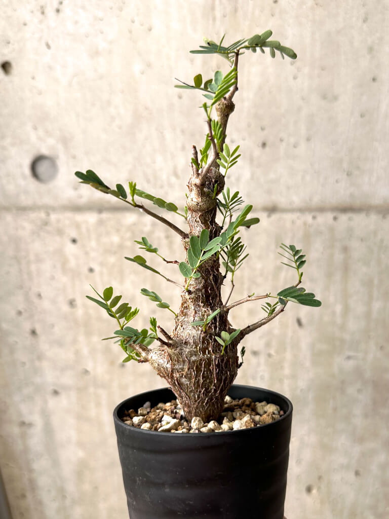 【現品限り】センナ・メリディオナリス 実生【U24】 Senna meridionalis