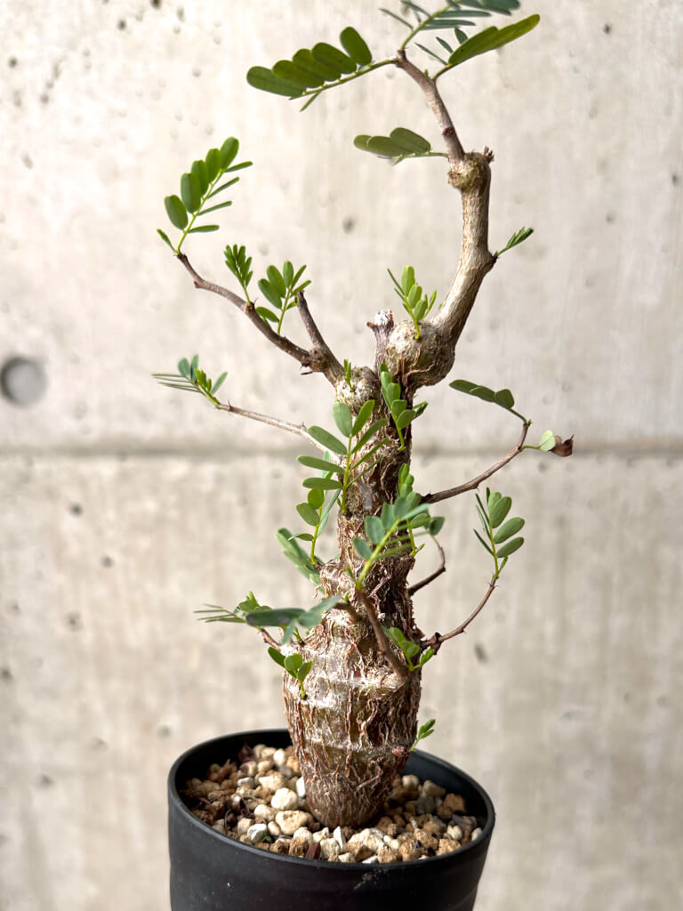 【現品限り】センナ・メリディオナリス 実生【U24】 Senna meridionalis